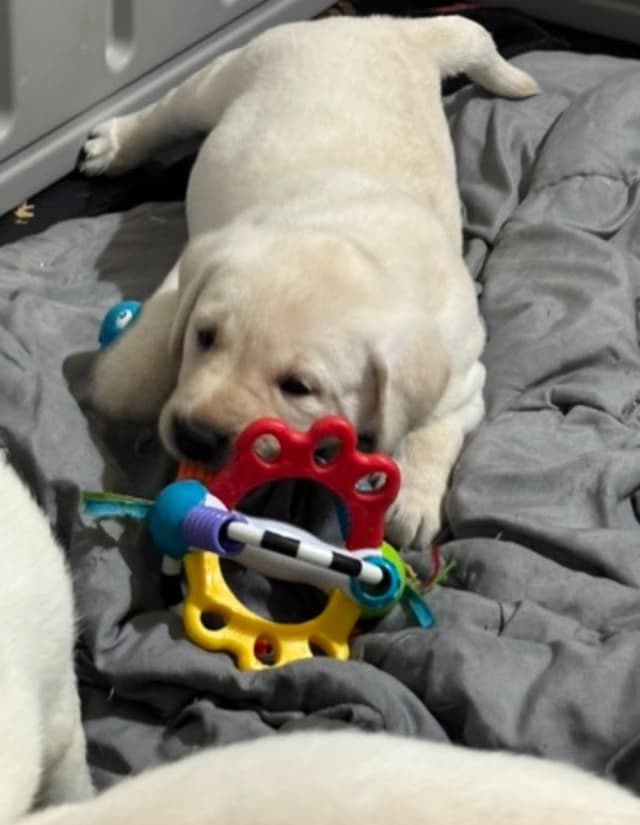 Baby retriever with toy