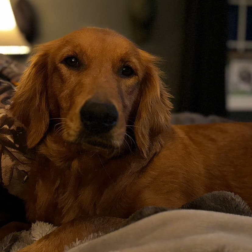 Our beautiful retrievers