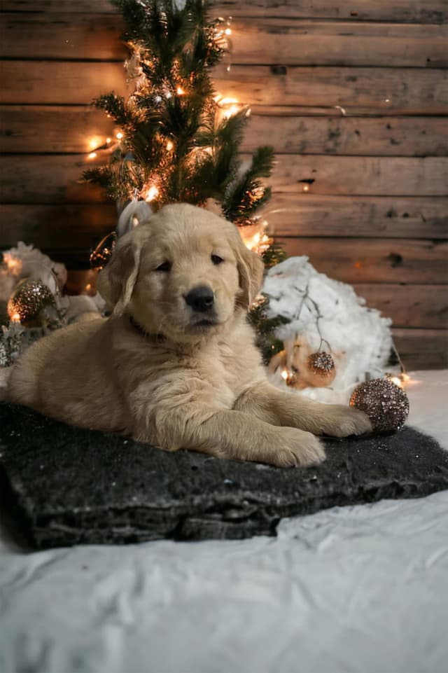 Christmas puppy