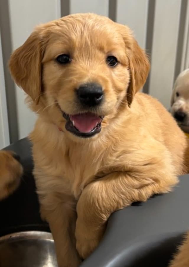 Smiling puppy