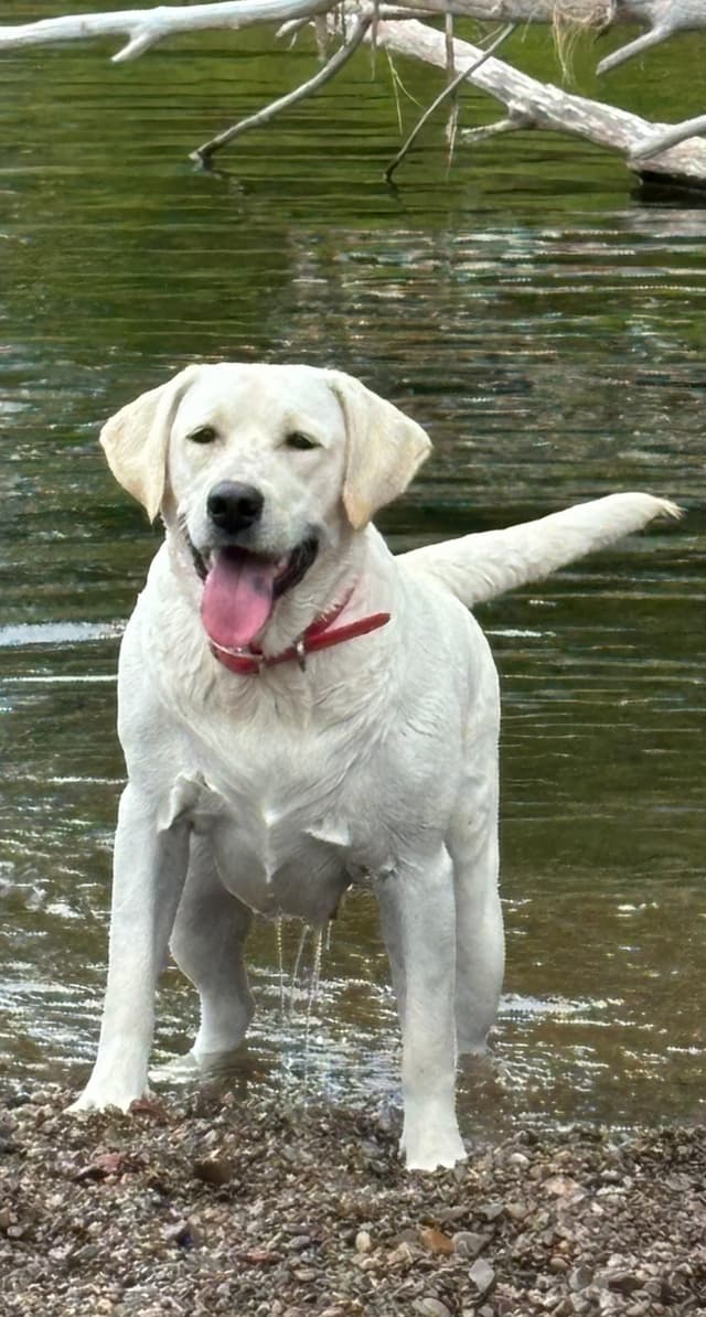 Labrador Retriever